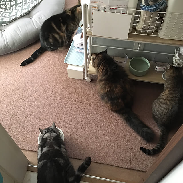 mikomaruさんの実例写真