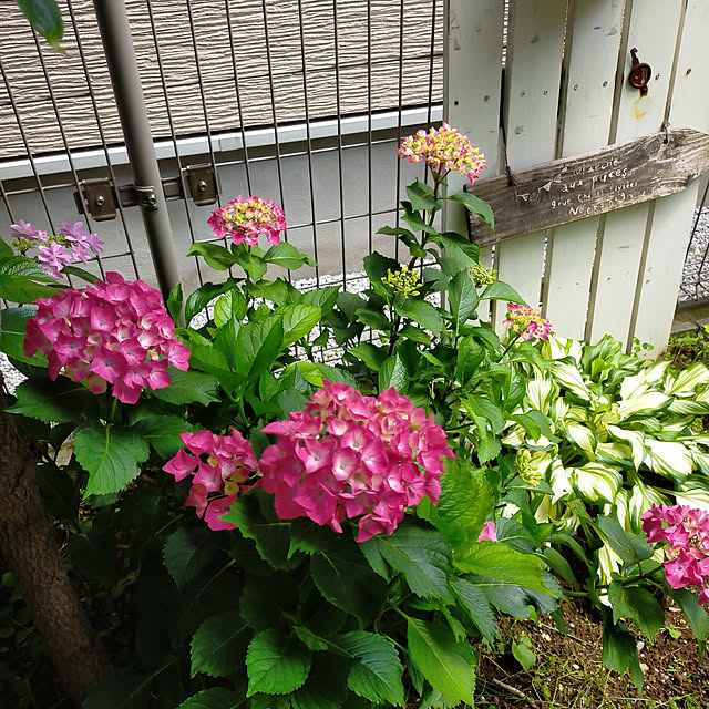 ayaさんの実例写真