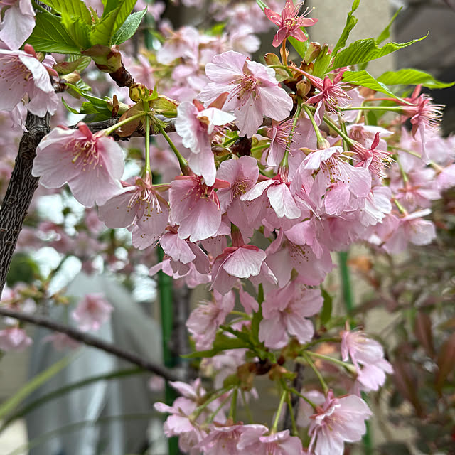 otanuさんの実例写真