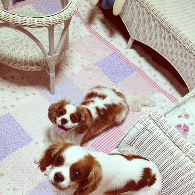Pasuhaさんの実例写真