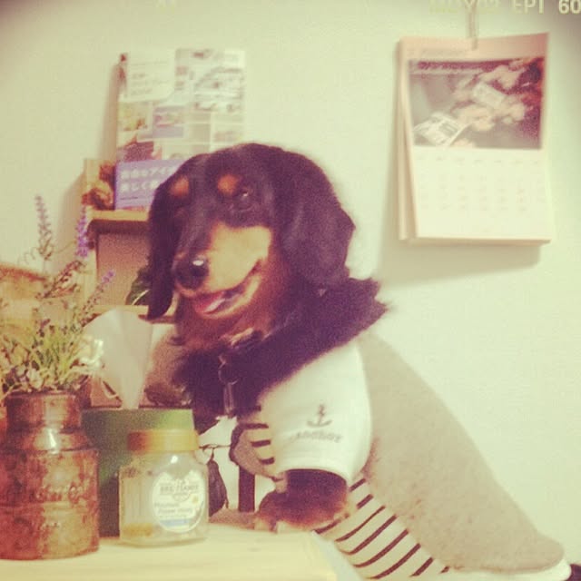 LaCoCoさんの実例写真
