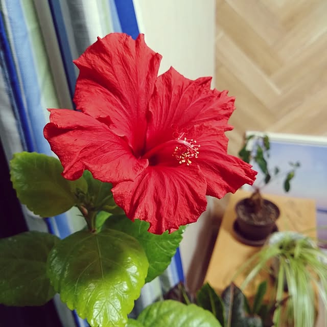 NAOKIさんの実例写真