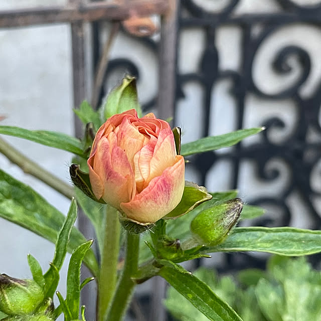 shiropenguinさんの部屋