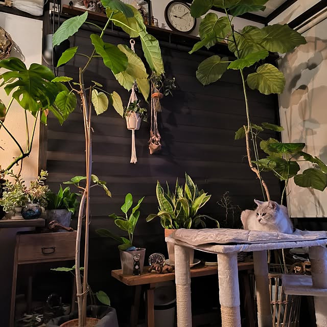 koyutan-mjmさんの部屋