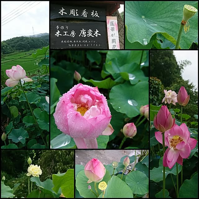 実例写真
