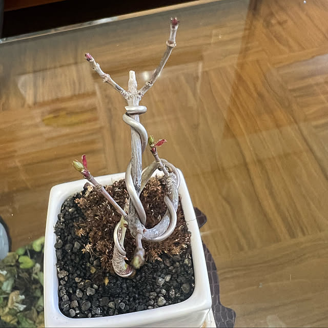 sakakenさんの実例写真