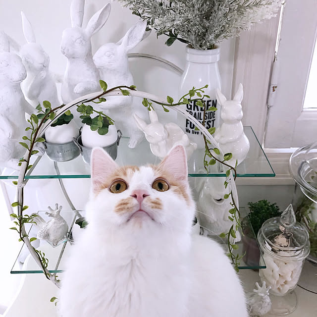 yuchiさんの実例写真