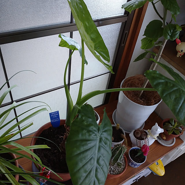 m.mさんの実例写真