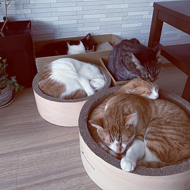 Boniさんの実例写真
