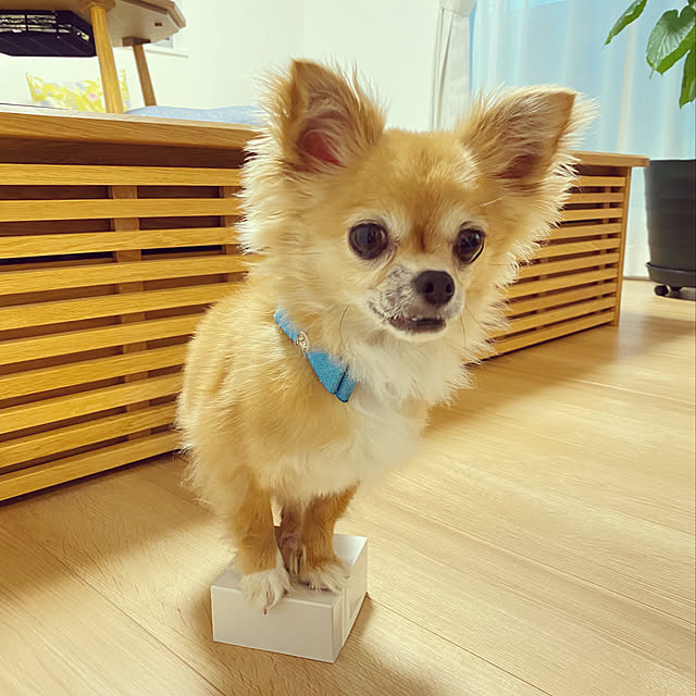 hananokaoriさんの実例写真