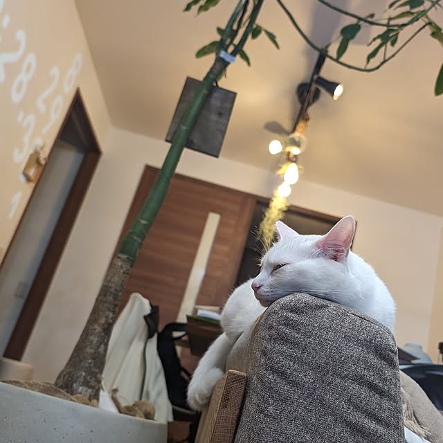 necoさんの部屋