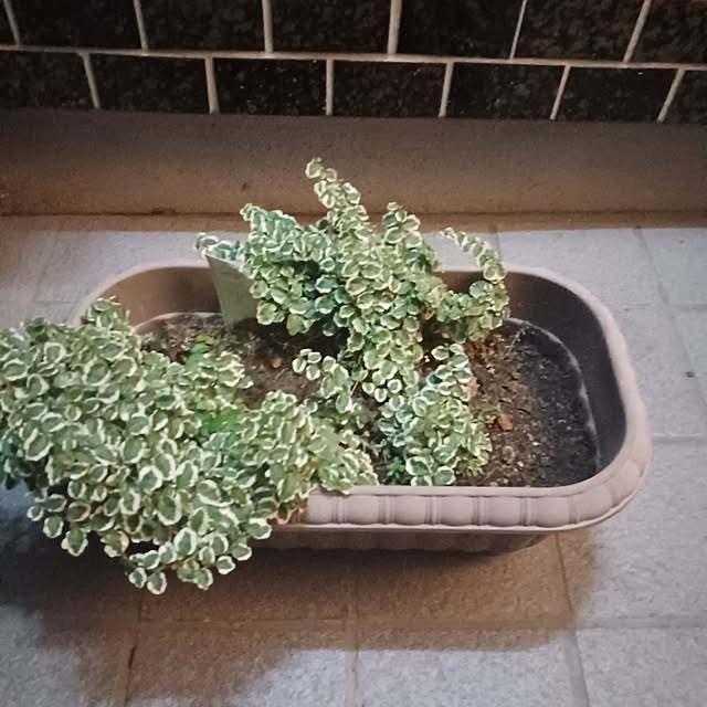 tuushiさんの実例写真
