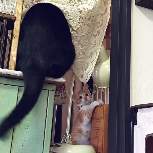 latteさんの実例写真