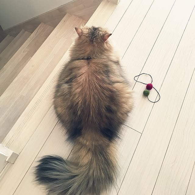 koumeさんの実例写真