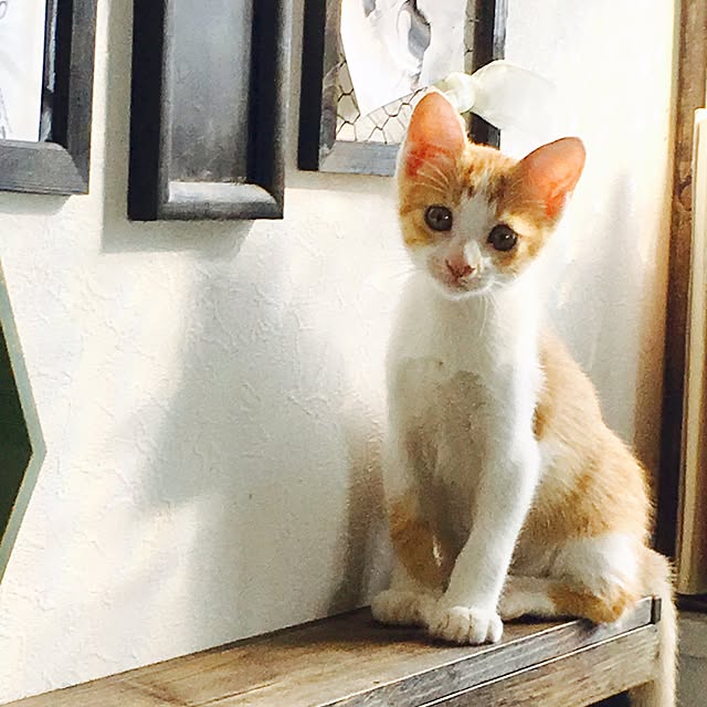 実例写真
