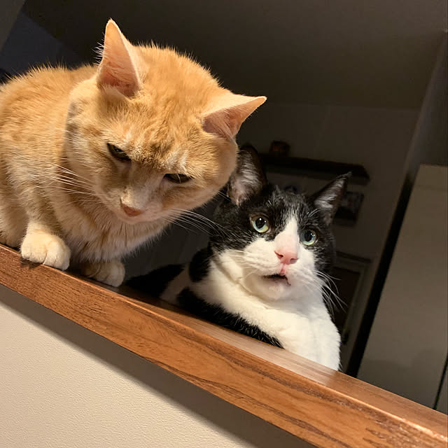 mikeume7さんの実例写真