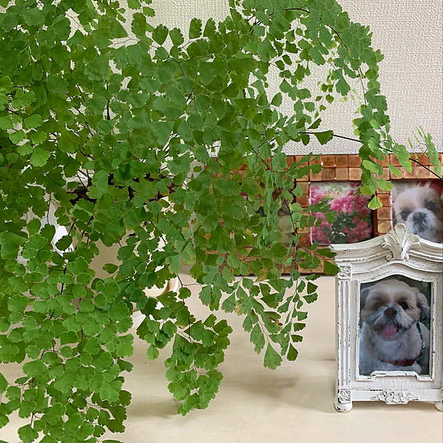 ramuponさんの実例写真