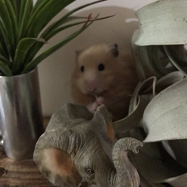 yunさんの実例写真