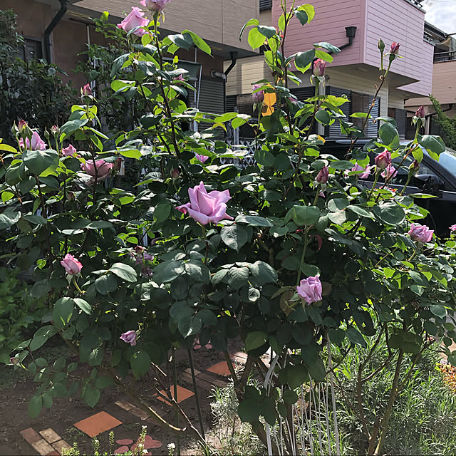 1013さんの実例写真