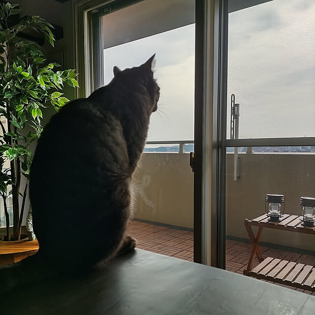 dsimbaさんの実例写真