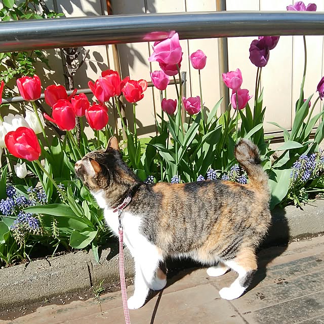 tomo1220さんの実例写真