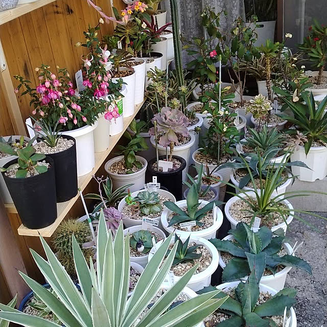 koshiregutyoさんの実例写真
