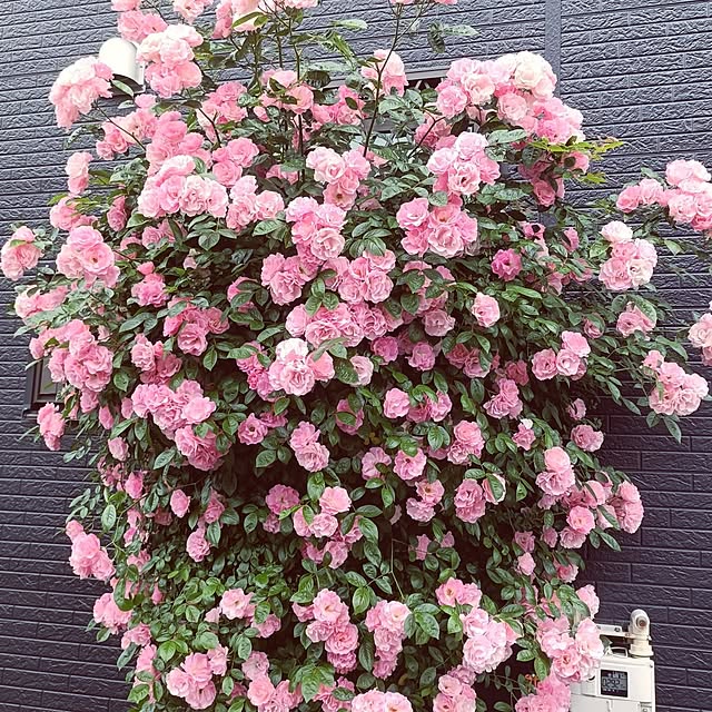 ayaさんの実例写真