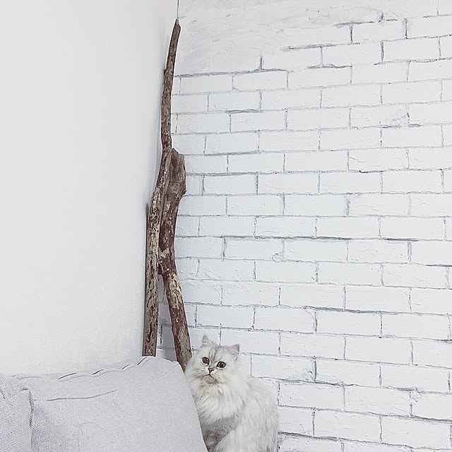 cocoさんの実例写真