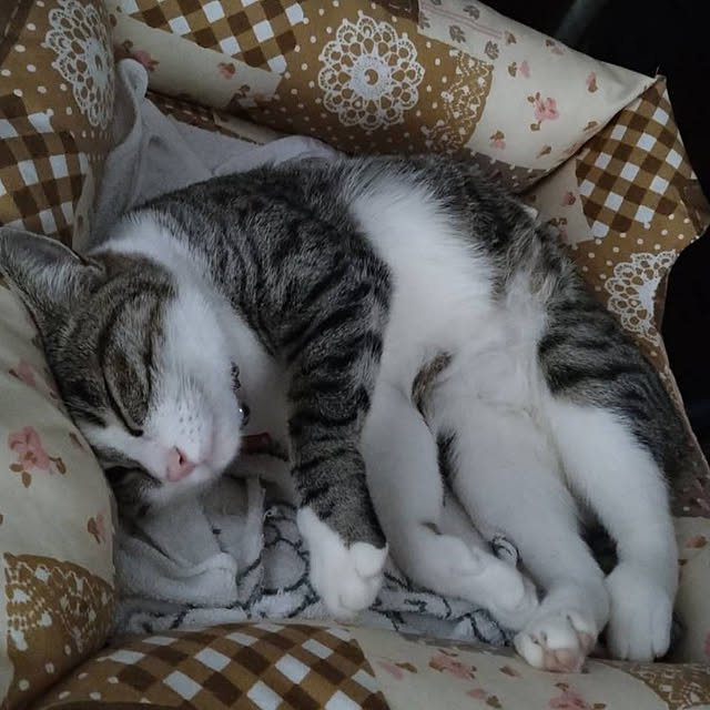 実例写真