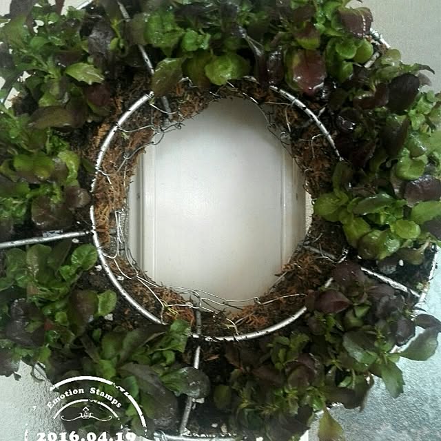 choporiさんの実例写真