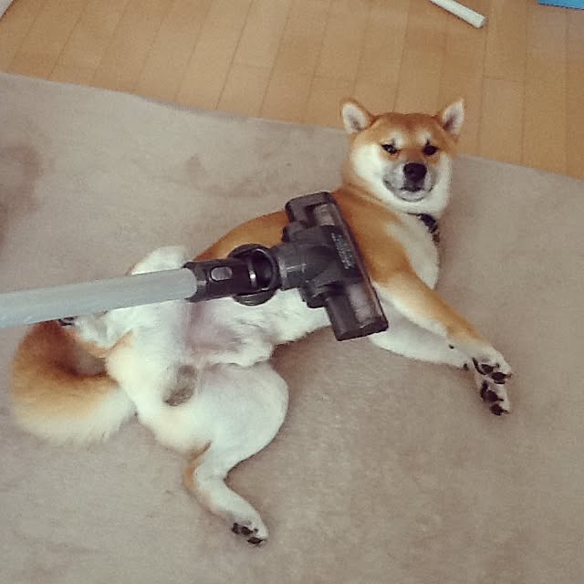 kotaさんの実例写真