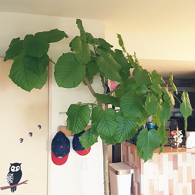 cherryさんの実例写真