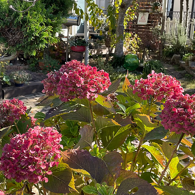 nobikoさんの部屋