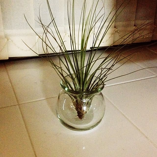 リビング/植物のインテリア実例 - 2014-12-07 01:46:51