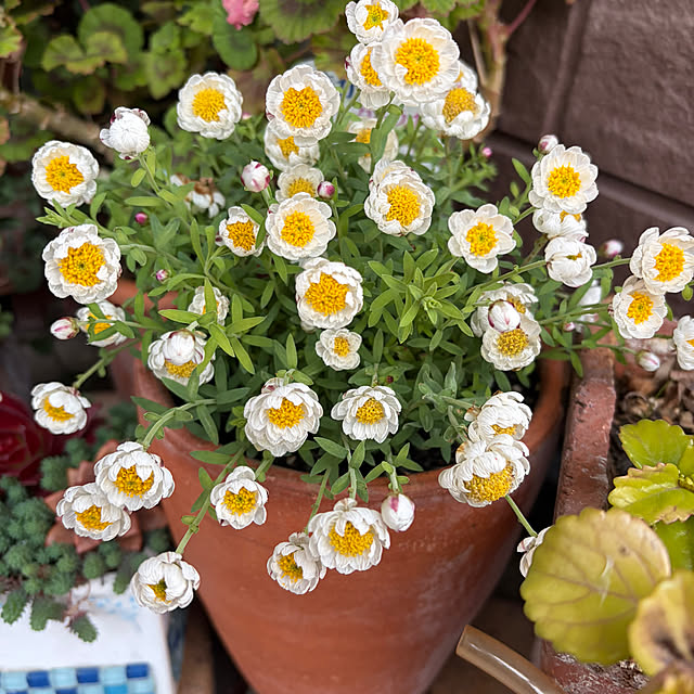 ritsukoさんの実例写真