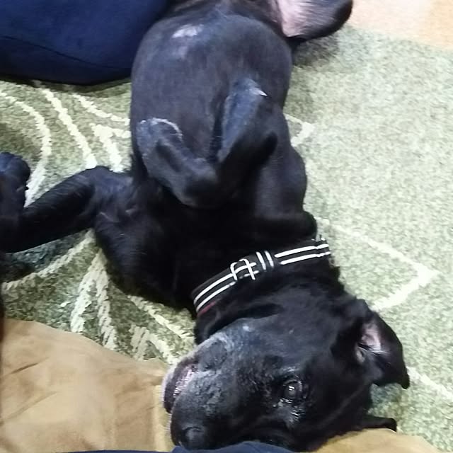 ohisamaさんの実例写真