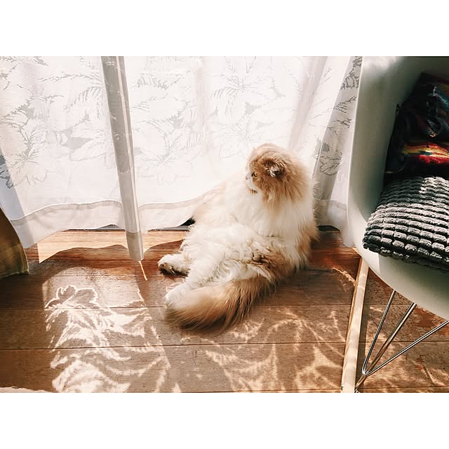 tttmmmrrrさんの実例写真