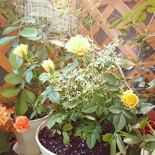 sueponさんの実例写真