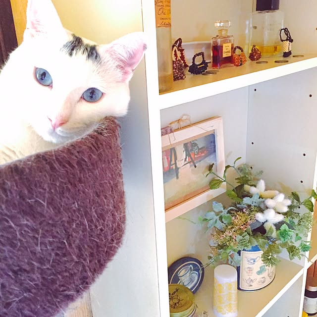実例写真