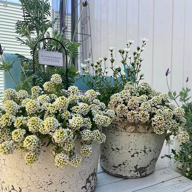 hi_riiさんの実例写真