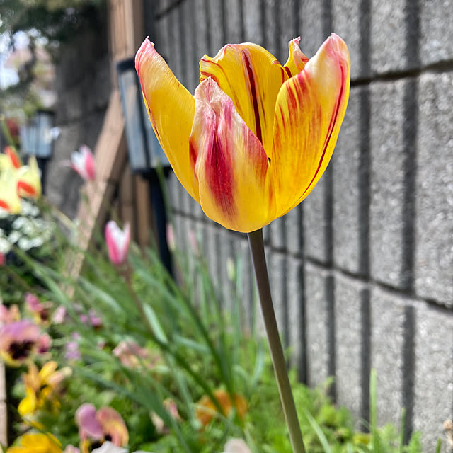 bestwishes.ryokoさんの実例写真