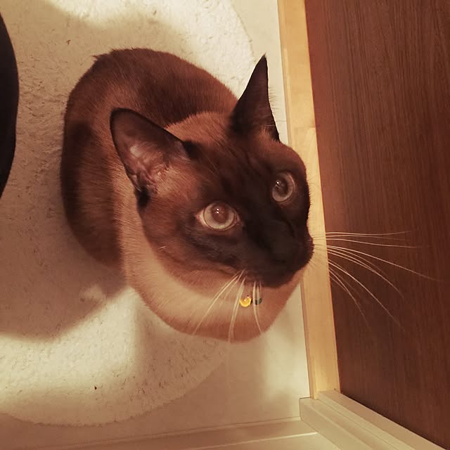 dodoさんの実例写真