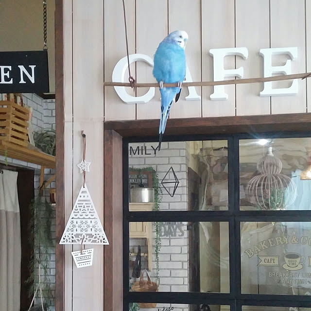 opiopiopiさんの実例写真