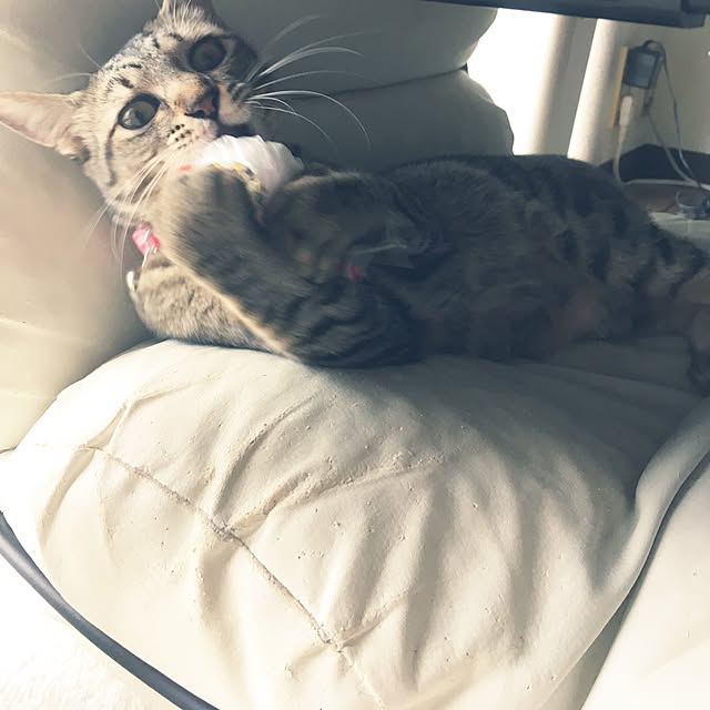 sayasさんの実例写真