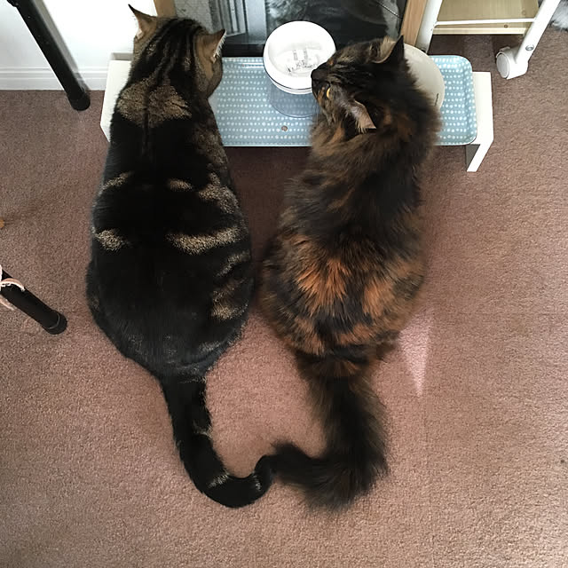 mikomaruさんの実例写真
