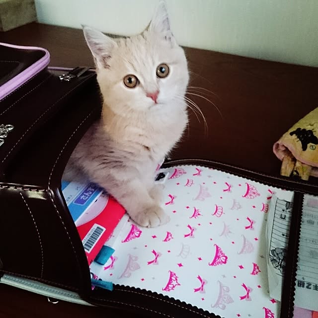 yukiさんの実例写真