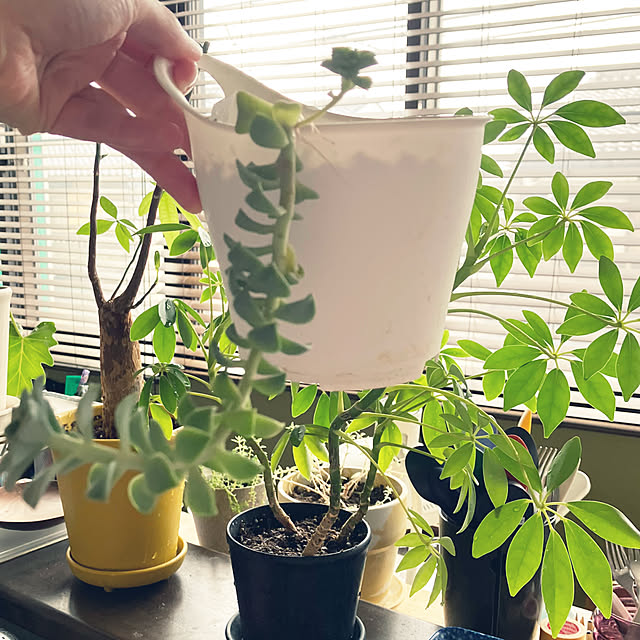 hikaruuさんの部屋