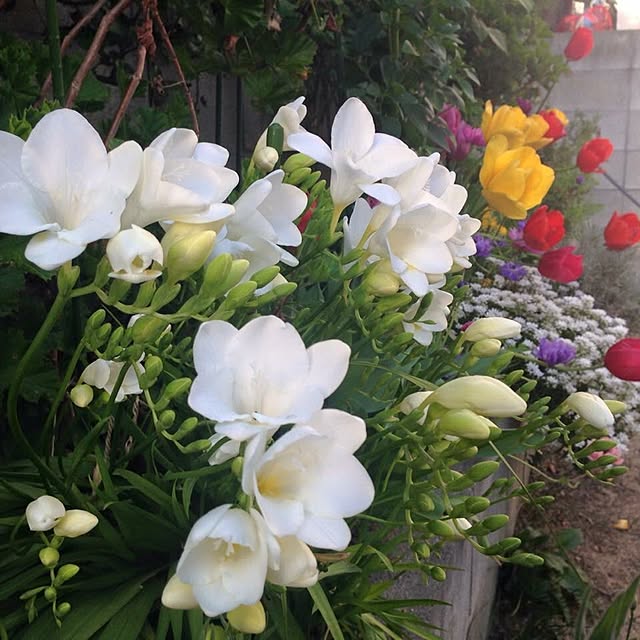 Ryokoさんの実例写真