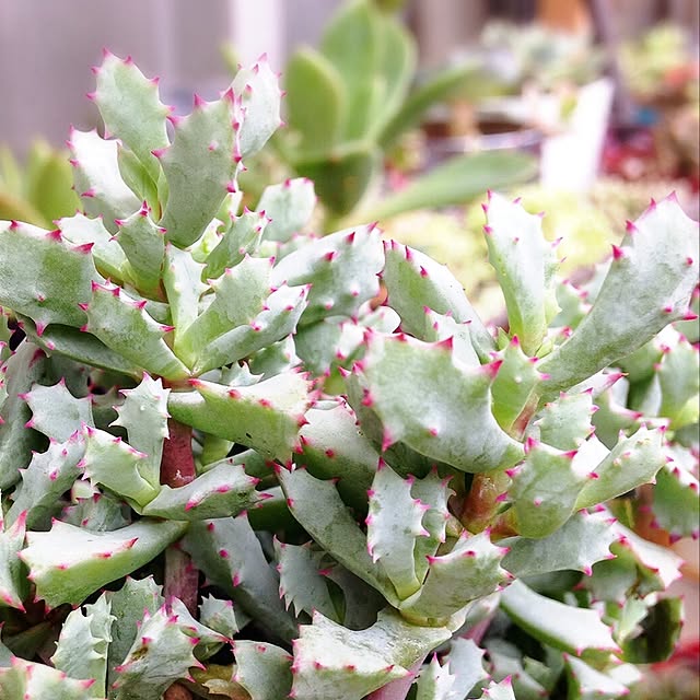 多肉植物 琴爪菊のおしゃれなアレンジ・飾り方のインテリア実例 多肉植物 琴爪菊のおしゃれなアレンジ・飾り方のインテリア実例