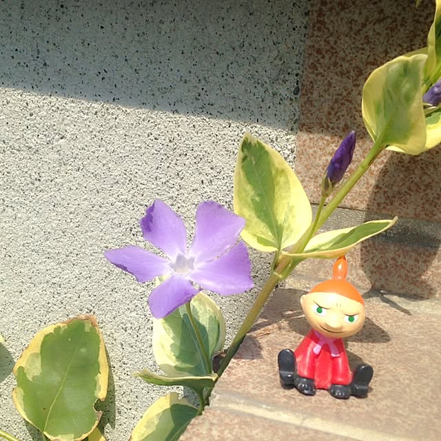 okeiさんの実例写真